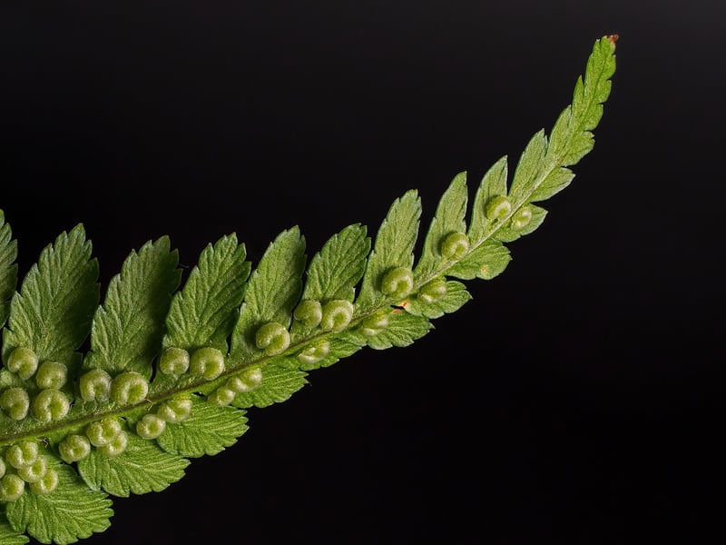 Celestial Fern