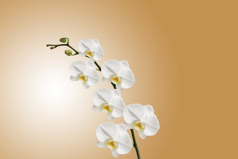 Enchanted Orchid